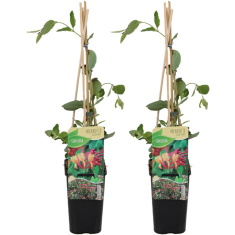 Bloomique - Lot de 2 - Lonicera Heckrottii Goldflame - Chèvrefeuille - Rouge, Jaune - Plantes grimpantes - Plantes de jardin - Rustiques - Pot 15cm - Hauteur 70-80 cm