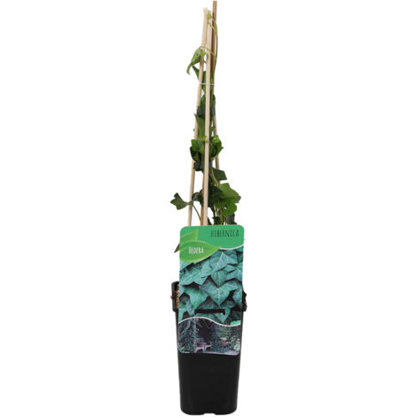 Bloomique - Hedera Hibernica - Lierre à grandes feuilles - Persistant - Plantes grimpantes - Plantes de jardin - Rustique - Pot 15cm - Hauteur 70-80 cm