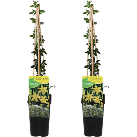 Bloomique - Lot de 2 - Jasminum Nudiflorum - Jasmin d'hiver - Jaune - Plantes grimpantes - Plantes de jardin - Rustique - Pot 15cm - Hauteur 70-80 cm (1/5)