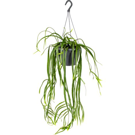 Bloomique - Lepismium Bolivianum - Plantes d’intérieur - Plantes suspendues - Très facile à entretenir - Hauteur 20-30 cm - Pot suspendu 17 cm