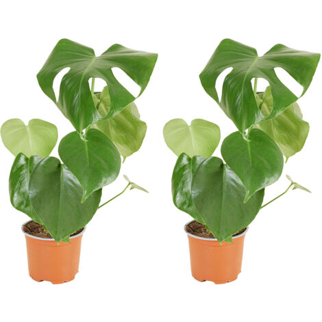 Bloomique - Lot de 2 - Monstera Deliciosa - Plante-gruyère - Plante d'intérieur - Facile d'entretien - Purificatrice d'air - Hauteur 30-40 cm - Pot 12 cm