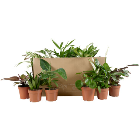 Bloomique - Lot de 12 - Plante surprise - Mélange de plantes vertes - Plantes d'intérieur - Facile d'entretien - Purificateur d'air - Hauteur 25-50 cm - Pot 12 cm