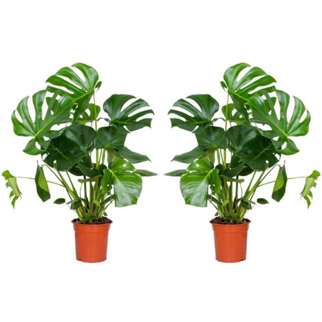 Lot De 2 Plantes Tradescantia Violet Hill - Plante D'intérieur Suspendue, Purificatrice D'air, Facile D'entretien, Pot 12 Cm