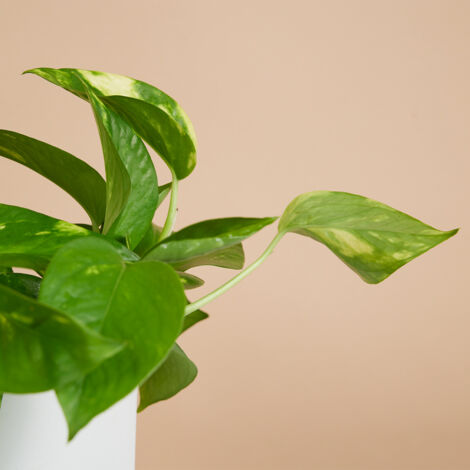 Plante D'intérieur Scindapsus Pictus 'Trebie' - Pot 15 Cm - Hauteur 20-25 Cm - Plante Retombante/grimpante Purificatrice D'air - 8