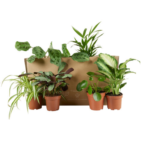 Bloomique - Lot de 6 - Plante surprise - Mélange de plantes vertes - Plantes d'intérieur - Facile d'entretien - Purificateur d'air - Hauteur 25-50 cm - Pot 12 cm (1/5)