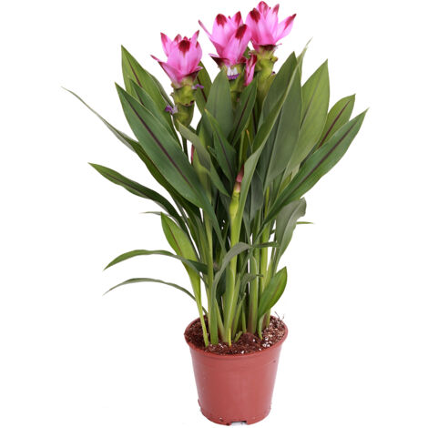 Bloomique - Curcuma Siam - Tulipe de Siam - Plante d’intérieur - Dépolluante - Floraison - 40-50 cm de haut - Pot 14 cm