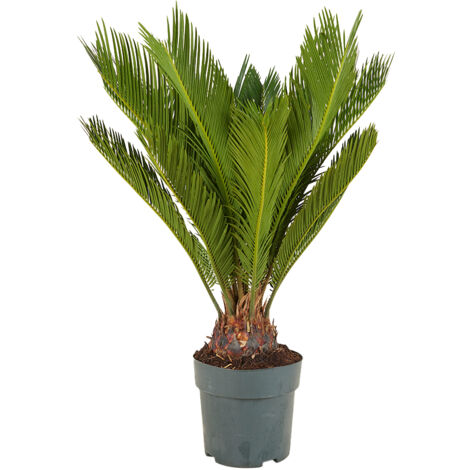 Bloomique - Cycas Revoluta - Palmier de la paix - Sagoutier - Plante d’intérieur - Très facile d’entretien - Hauteur 60-80 cm - Pot 17 cm