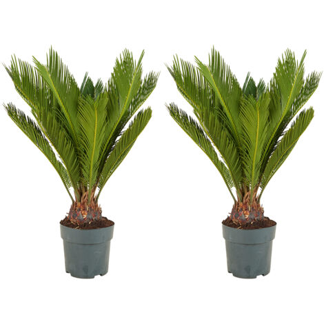 Bloomique - Lot de 2 - Cycas Revoluta - Palmier de la paix - Sagoutier - Plante d’intérieur - Très facile d’entretien - Hauteur 60-80 cm - Pot 17 cm