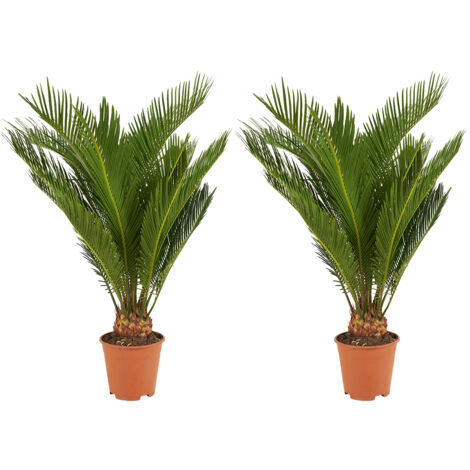 Bloomique - Lot de 2 - Cycas Revoluta - Palmier de la paix - Sagoutier - Plante d’intérieur - Très facile d’entretien - Hauteur 40-50 cm - Pot 15 cm