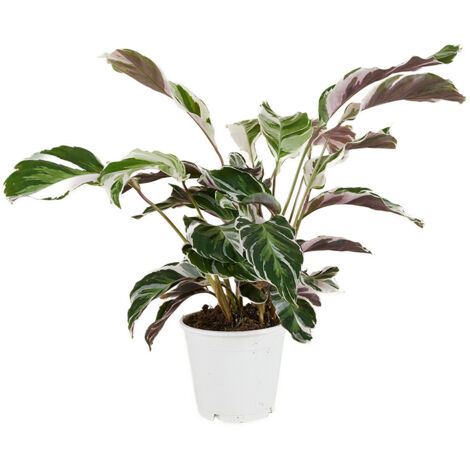 Bloomique - Calathea White Fusion - Plante d'intérieur - Facile d'entretien - Purifiante - Hauteur 40-50 cm - Pot de 14 cm (1/5)