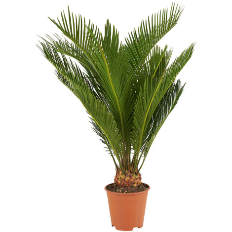 Bloomique - Cycas Revoluta - Palmier de la Paix - Sagoutier - Fougère Cycas - Plantes d'intérieur - Très Facile d'Entretien - 40-50 cm de Haut - Pot 15 cm