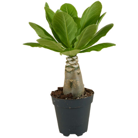 Bloomique - Brighamia Insignis - Palmier d'Hawaï - Plantes d'intérieur - Purifiant l'air - Facile d'entretien - Pot 12cm - Hauteur 25-35 cm