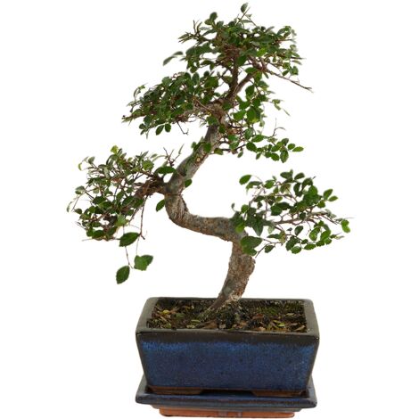Bloomique - Bonsaï Zelkova - Forme en S - Bonsaï - Plantes d'intérieur - Hauteur 20-30 cm - 15 cm de large - Pot et bol en céramique inclus