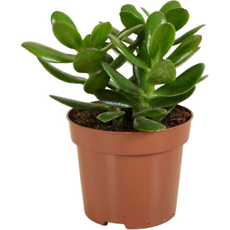 Bloomique - Crassula Ovata Arbre Magique - Plante de Jade - Plantes d'intérieur - Plante succulente - Succulente - Très Facile d'entretien - Hauteur 15-20 cm - Pot 12 cm