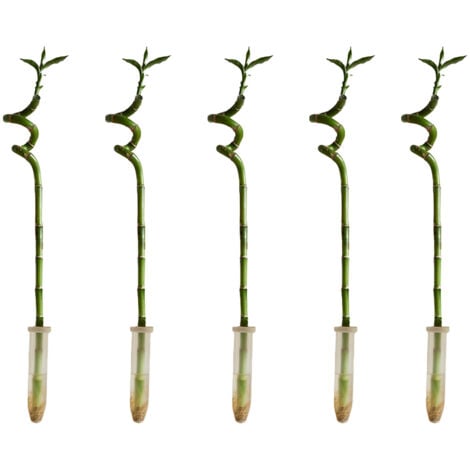5x Geluksbamboe