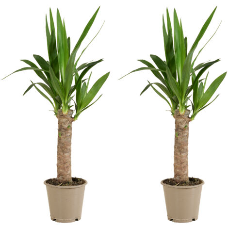 Bloomique - Lot de 2 - Yucca Elephantipes - Lis des palmiers - Plantes d'intérieur - Purifiant l'air - Facile d'entretien - Pot 12cm - Hauteur 35-45 cm