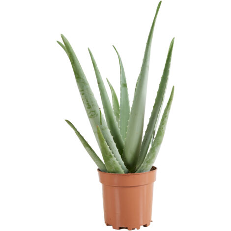 Bloomique - Aloe Vera - Plantes d'intérieur - Succulentes - Plantes succulentes - Très Facile d'entretien - 50-60 cm de Haut - Pot 17cm (1/5)