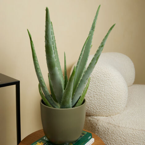 Bloomique - Aloe Vera - Plantes d'intrieur - Succulentes - Plantes  succulentes - Trs Facile d'entretien - 50-60 cm de Haut - Pot 17cm