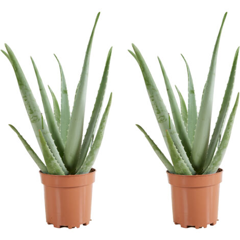 Bloomique - Lot de 2 - Aloe Vera - Plantes d'intérieur - Succulentes - Plantes succulentes - Très Facile d'entretien - 50-60 cm de Haut - Pot 17cm (1/5)