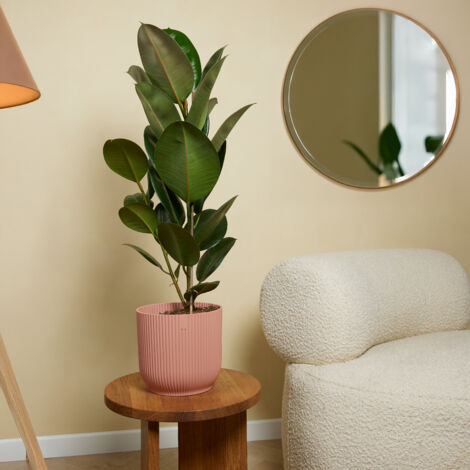 Bloomique - Lot de 2 - Ficus Elastica Robusta - Hva - Plante  caoutchouc  - Plantes d'intrieur - Purificateur d'air - Trs facile d'entretien -  Hauteur 80-100 cm - Pot 21 cm