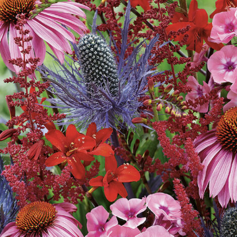 Ensemble De 3 Ou 6 Plantes De Rocaille Sedum