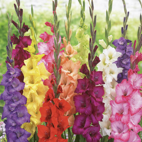 5 Bulbes De Glaïeul Nain (Nanus) - Mélange De Couleurs Variées, Hauteur 40-60 Cm, Floraison été - Idéal Bordures Et Rocailles - 4
