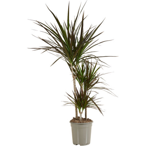 Bloomique - Dracaena Marginata - Dragonnier - Plantes d'intérieur - Purifiant l'air - Très facile d'entretien - Hauteur 90-110 cm - Pot 21 cm (1/5)