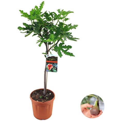 Ficus Carica ‘Brown Turkey’ – Figuier rustique 80-90 cm – Pot ⌀21 cm – Exposition soleil 5-6h/jour – Feuillage vert palmé (1/5)