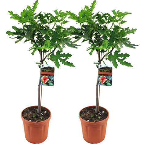 Bloomique - Lot de 2 - Ficus Carica ‘Brown Turkey’ - Figuier - Arbre fruitier - Plantes de jardin - Résistant au gel - 80-100 cm de haut - Pot 21 cm