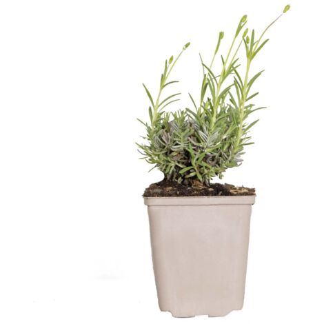 Pack De 3 Plants De Lavande Angustifolia - Lavande Vraie Rustique - Pot ⌀15-20 Cm - Idéal Jardin Et Balcon