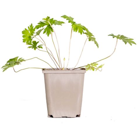 Bloomique - Geranium Johnsons Blue – Géranium vivace – Fleurs bleues – Rustique – Hauteur 10-20 cm – Pot 9x9 cm