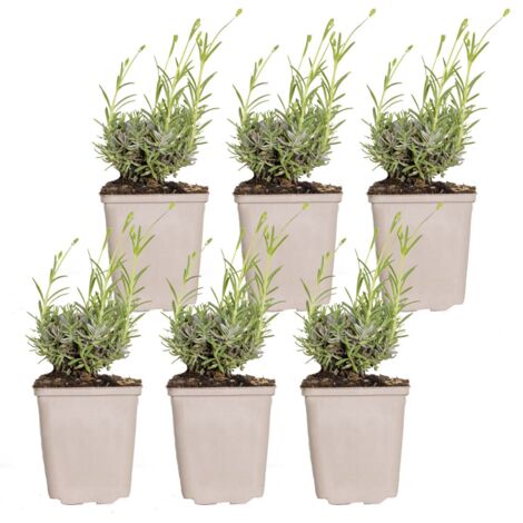 Bloomique – Set 6 Piante Di Lavanda Hidcote (Lavandula Angustifolia) Resistenti Al Freddo, Alte 10-20 Cm In Vaso 9×9 Cm, Fioritura Estiva
