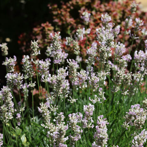 Bloomique - Lot de 3 - Lavandula Angustifolia Edelweiss - Lavande blanche - Plante de lavande - Résistante à l'hiver - Hauteur 10-20 cm - Pot 9x9 cm