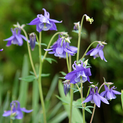 Bloomique - Lot de 3 - Aquilegia Caerulea Spring Magic - Ancolie - Plantes de jardin - Résistantes à l'hiver - Hauteur 10-20 cm - Pot 9x9 cm