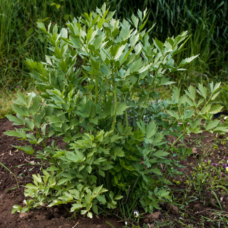 Bloomique - Lot de 3 - Levisticum Officinale - Livèche - Maggiplant - Aromatiques - Plantes de jardin - Résistantes à l'hiver - Hauteur 10-20 cm - Pot 9x9 cm