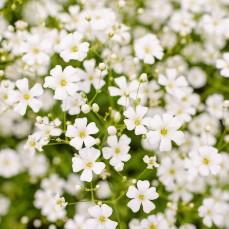 Bloomique - Lot de 3 - Gypsophila Repens Alba - Gypsophile - Plantes de jardin - Résistantes à l'hiver - Hauteur 10-20 cm - Pot 9x9 cm