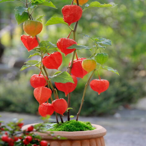 Bloomique - Lot de 3 - Physalis Alkekengi Franchetii - Plante Lanterne - Plantes de Jardin - Résistante à l'Hiver - Hauteur 10-20 cm - Pot 9x9 cm