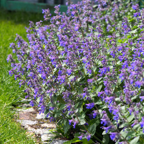 Bloomique - Lot de 3 - Nepeta Faassenii - Cataire - Fleurs bleues - Résistant à l'hiver - Hauteur 10-20 cm - Pot 9x9 cm