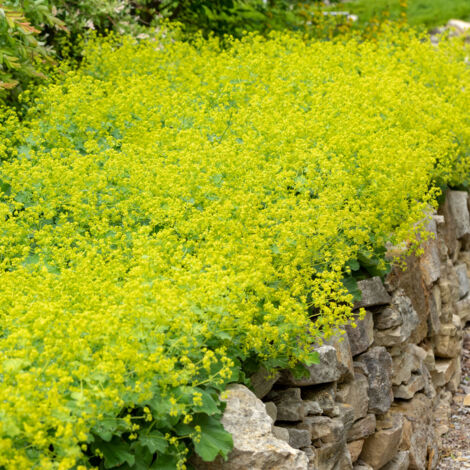 Bloomique - Lot de 3 - Alchemilla Mollis - Alchémille - Plantes de jardin - Résistantes à l'hiver - Hauteur 10-20 cm - Pot 9x9 cm