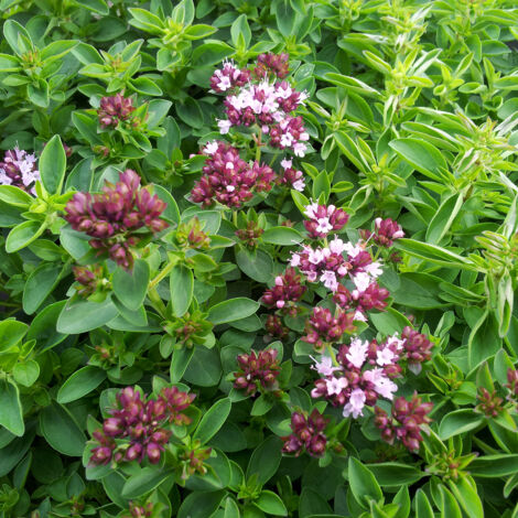 Bloomique - Lot de 3 - Origanum Vulgare Compactum - Marjolaine ornementale - Plantes de jardin - Résistantes à l'hiver - Hauteur 10-20 cm - Pot 9x9 cm