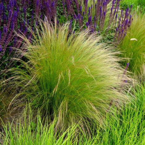 Bloomique - Lot de 3 - Stipa Tenuissima Ponytails - Herbe à plumes - Graminée ornementale - Plantes de jardin - Résistantes à l'hiver - Hauteur 10-20 cm - Pot 9x9 cm
