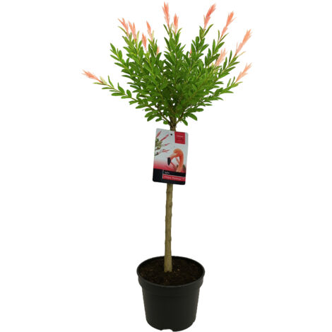 Bloomique - Salix Integra Flamingo - Saule panaché - Plantes de jardin - Rustique - 80-100 cm de haut - Pot 19cm (1/5)
