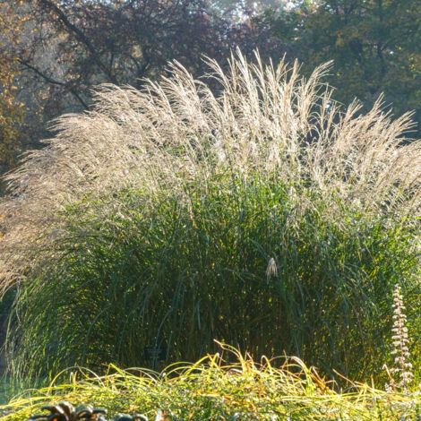 100 Graines D'Herbe Ornementale - Résistante Au Froid - Toutes Saisons - Sans Marque