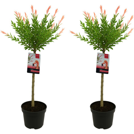 Saule Crevette 'Flamingo'® - Salix Integra - Le Jardin Du Pic Vert