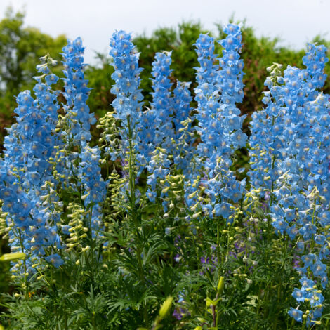 Bloomique - Lot de 3 - Delphinium Magic Fountains Bleu Ciel - Pied d'alouette - Plantes de jardin - Résistant à l'hiver - Hauteur 10-20 cm - Pot 9x9 cm