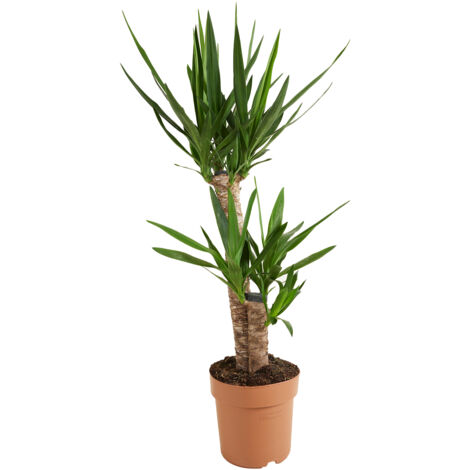 Bloomique - Yucca Elephantipes - Yucca - Plante d’intérieur - Dépolluante - Facile à entretenir - Hauteur 80-100 cm - Pot 21 cm