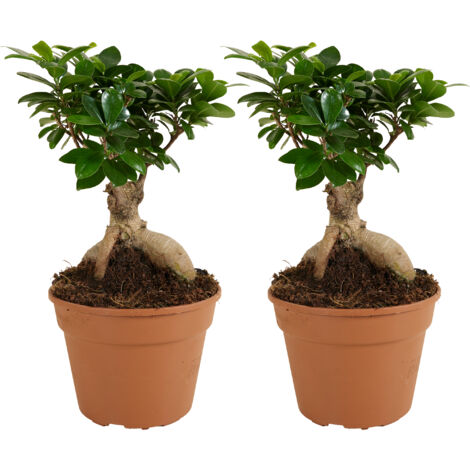 Bloomique - Lot de 2 - Ficus Ginseng - Bonsaï - Plantes d'intérieur - Purifiant l'air - Facile d'entretien - 30-40 cm de Haut - Pot 17cm