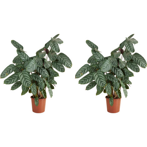 Bloomique - Lot de 2 - Calathea Compactstar - Plante paon - Plantes d'intérieur - Purifiant l'air - Facile d'entretien - Respectueux des animaux - Hauteur 60-70 cm - Pot 17 cm