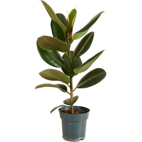 Bloomique - Ficus Elastica Robusta - Hévéa - Plante à caoutchouc - Plantes d'intérieur - Purificateur d'air - Très facile d'entretien - 50-60 cm de haut - Pot 17 cm