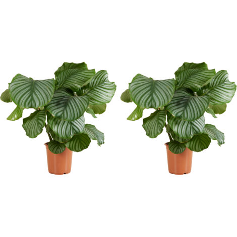 Calathea orbifolia pauwenplant groot groen blad met strepen 60 cm - online kopen? | Korting tot 30